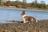 CORGI CARDIGAN 095